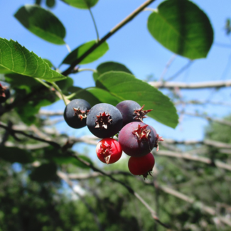 Saskatoon - Honeywood 2 Gal