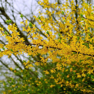 Forsythia - Northern Gold 3 Gal