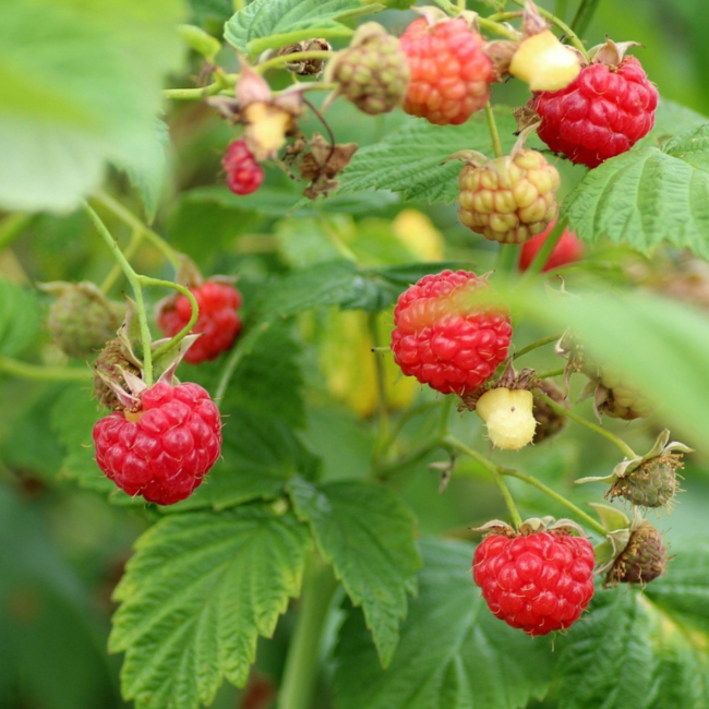 Raspberry - Boyne 2 Gal