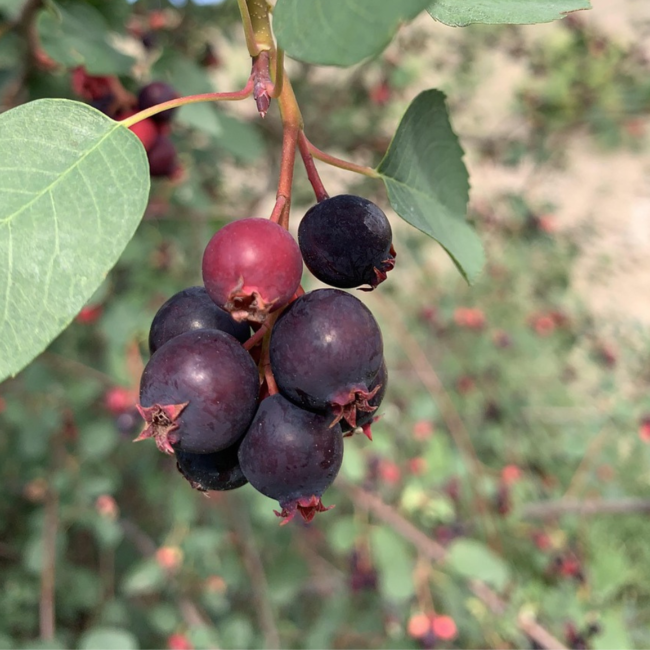 Saskatoon - Northline 2 Gal