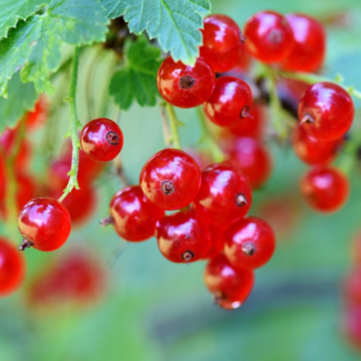 Currant - Red Lake
