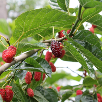Mulberry 2 Gal