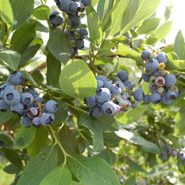 Blueberry - Mini Blues 2 Gal