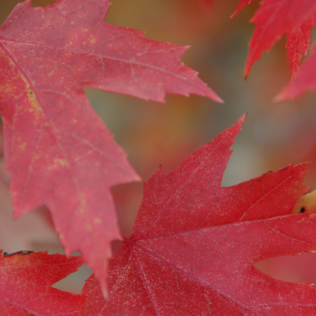 Autumn Blaze Maple 225cm 10 Gal