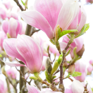 Magnolia - Saucer 150cm 7 Gal