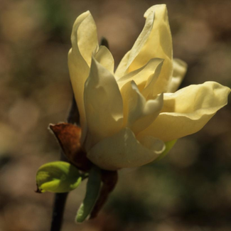 Magnolia - Elizabeth
