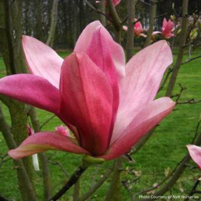 Magnolia - Daybreak 150cm 7 Gal
