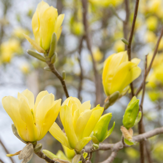 Magnolia - Yellow Bird