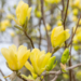 Magnolia - Yellow Bird