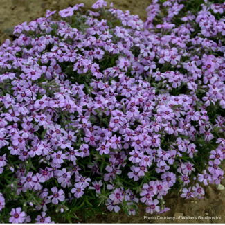 Creeping Phlox - Eye Candy 1 Qt