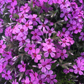 Creeping Phlox - Spring Dark Pink 1 Gal