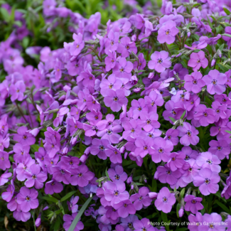 Creeping Phlox - Spring Purple 1 Gal