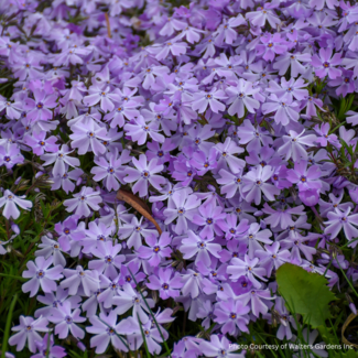 Creeping Phlox - Emerald Blue