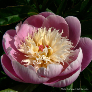 Peony - Bowl of Beauty 1 Gal