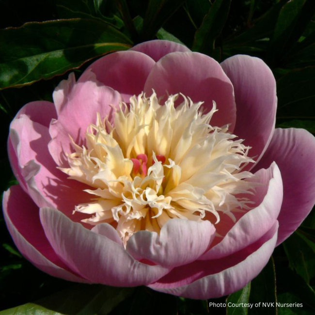 Peony - Bowl of Beauty 1 Gal