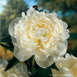 Garden Peony - Duchess De Nemours 1 Gal
