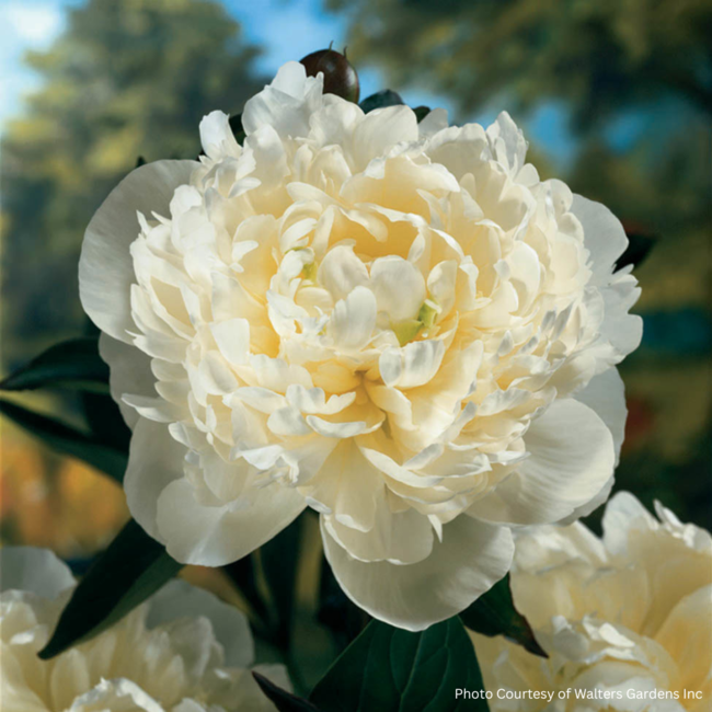 Garden Peony - Duchess De Nemours 1 Gal