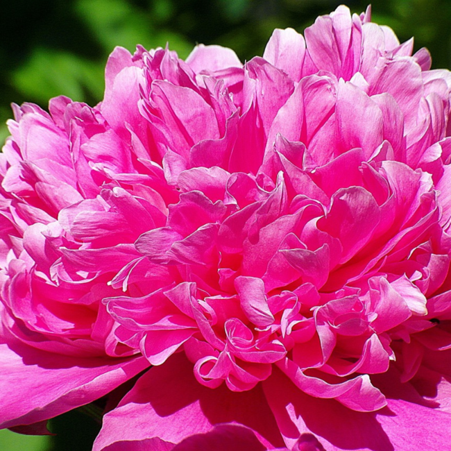Peony - Edulis 2 Gal