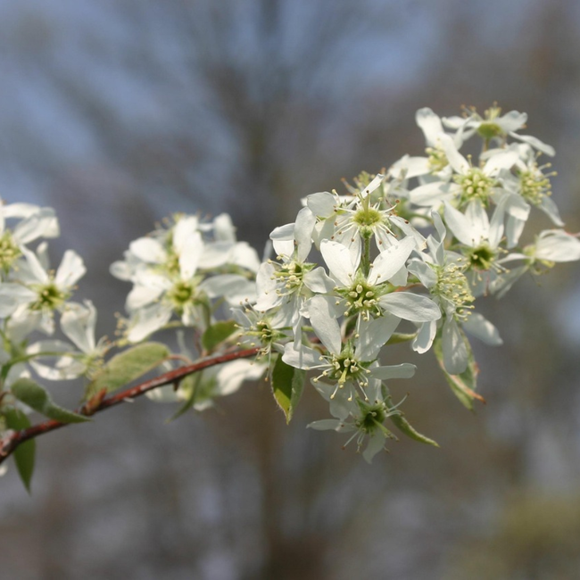 Serviceberry - Autumn Brilliance  Tree form 250cm 15 Gal