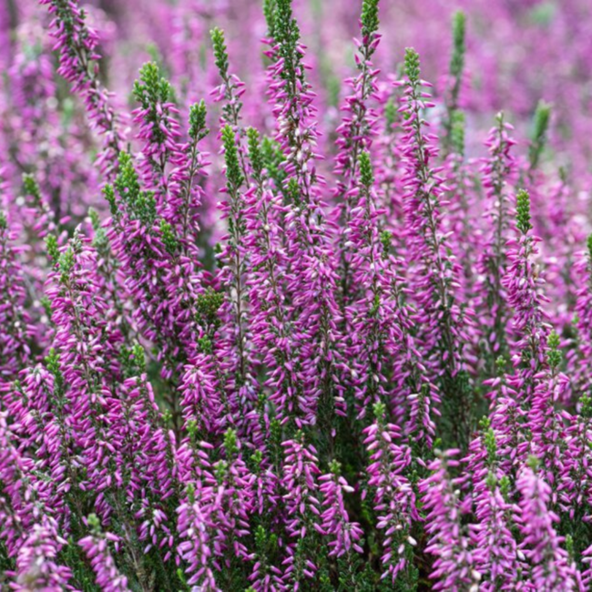 Heather - Agnes 1 Gal