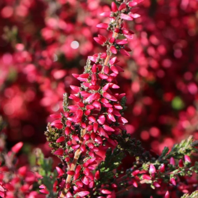 Heather - Athene 1 Gal