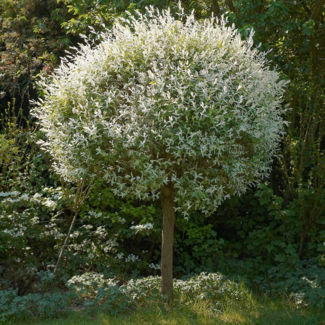 Hakuro Nishiki Dappled Willow