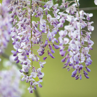 Wisteria - Summer Cascade 3 Gal