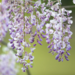 Wisteria - Summer Cascade 3 Gal