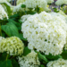 Hydrangea - Annabelle