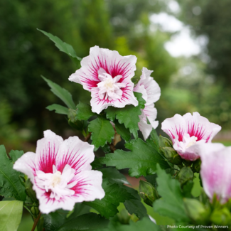 Rose of Sharon Hibiscus -  Starblast Chiffon PW 2 Gal
