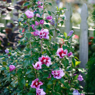 Rose of Sharon Hibiscus - Purple Pillar PW 2 Gal