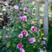 Rose of Sharon Hibiscus - Purple Pillar PW 2 Gal