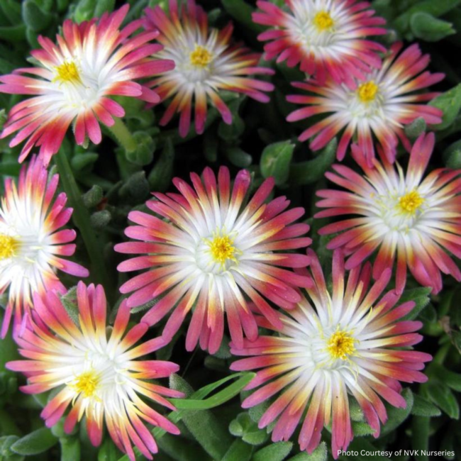 Delosperma - Jewel of Desert Ruby 1 Qt
