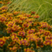 Coreopsis - Daybreak 1 Qt