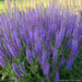 Salvia - May Night