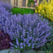 Nepeta Catmint - Purrsian Blue
