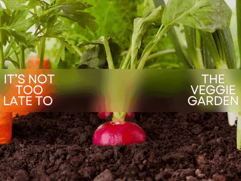 Shop from your own Backyard - June Planting!