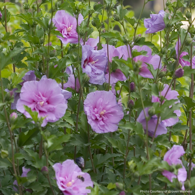 Rose of Sharon Hibiscus - Lavender Chiffon PW Std. 7 Gal