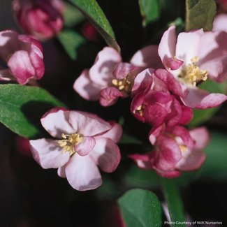 Crabapple - Coralburst Std. 5 Gal