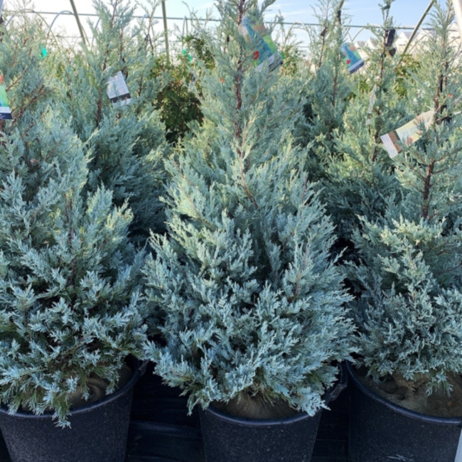 Blue Juniper - Moffat 140cm 15 Gal