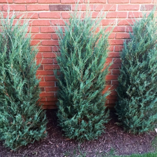 Skyrocket Juniper 80cm 5 Gal
