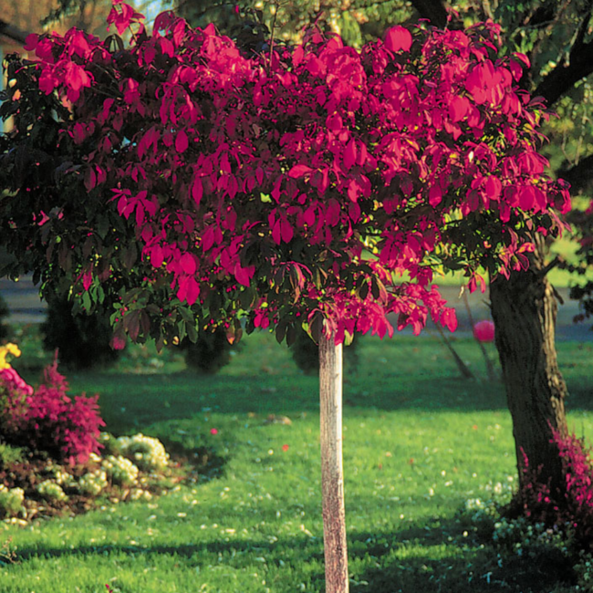 Euonymus - Dwarf Burning Bush Std. 5 Gal