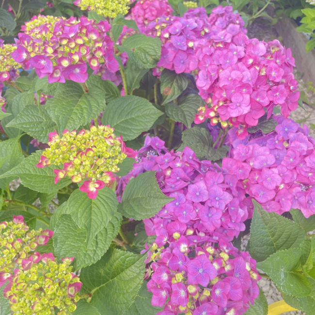 Hydrangea - Summer Crush 3 Gal