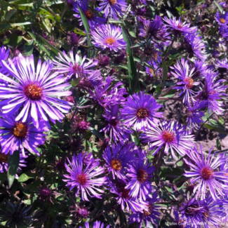 New England Aster - Native 1 Gal