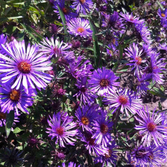 New England Aster - Native 1 Gal