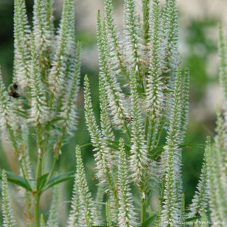 Veronicastrum Virginicum Native 1 Gal
