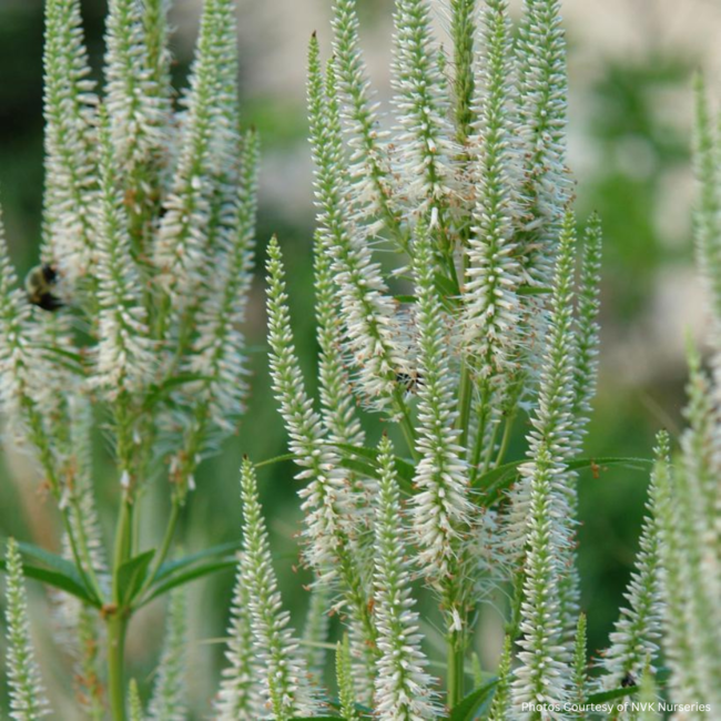 Veronicastrum Virginicum Native 1 Gal