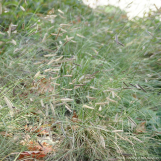 Bouteloua Gracilis (Blue Grama Grass) Native 1 Gal