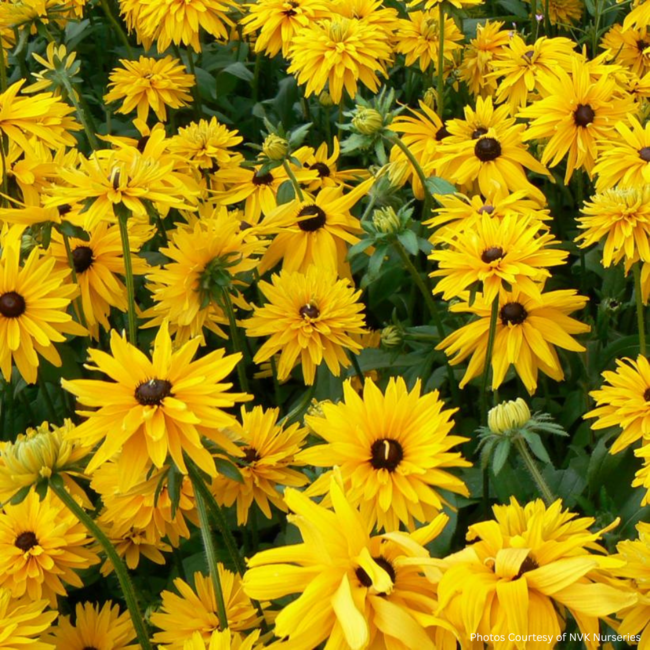 Rudbeckia Black Eyed Susan - Native 1 Gal