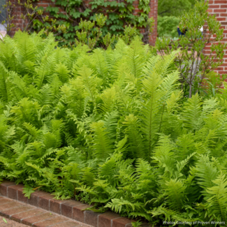 Ostrich Fern Native  1 Gal